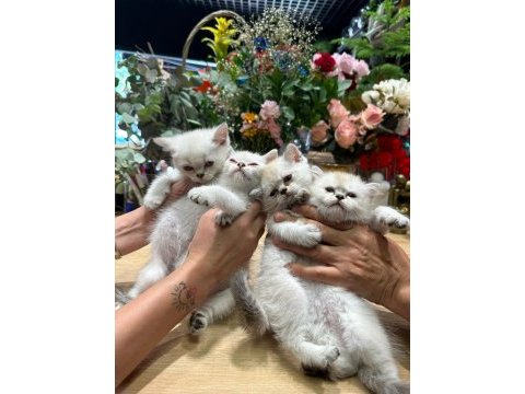 British shorthair yavrularımız yeni yuvalarını arıyolar