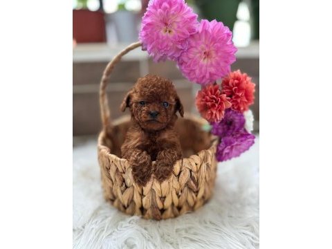 Teacup kore poodle