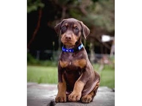 2 aylık asil doberman yavrularım