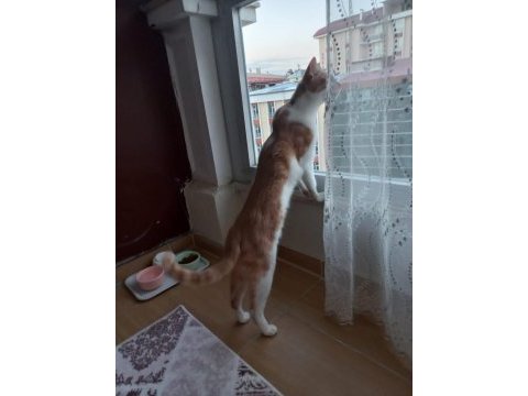 5 yaşında akıllı boylu poslu kısır erkek kedimiz ücretsiz