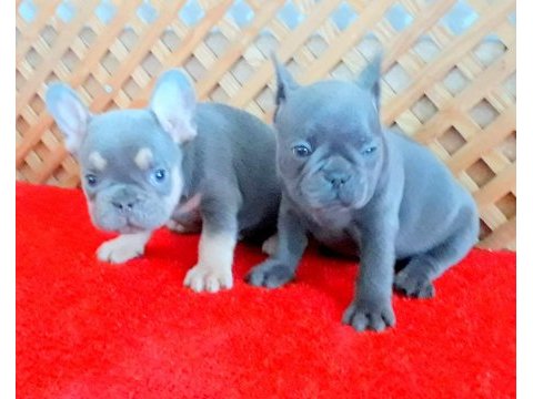 Blue quad ve lilac and tan 2 erkek french bulldog