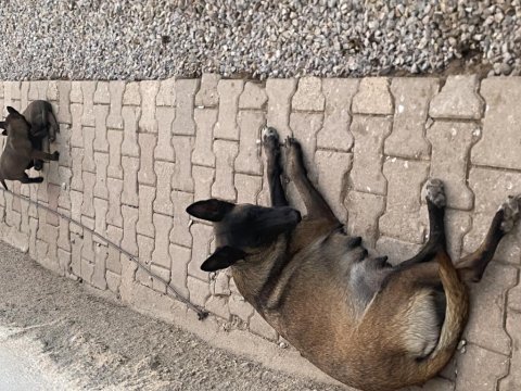 Safkan malinois