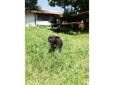Irk harikası küt burun french bulldog