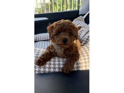 Poodle yavrumuz
