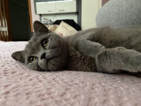 British shorthair kedimiz istanbul