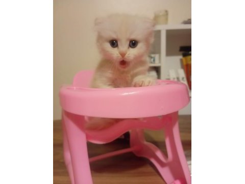 Scottish fold sahiplendirme