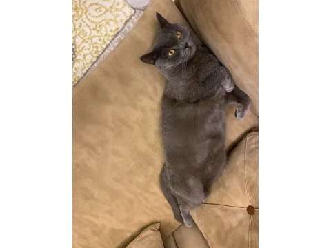 3 yaşında erkek kısır uysal british shorthair