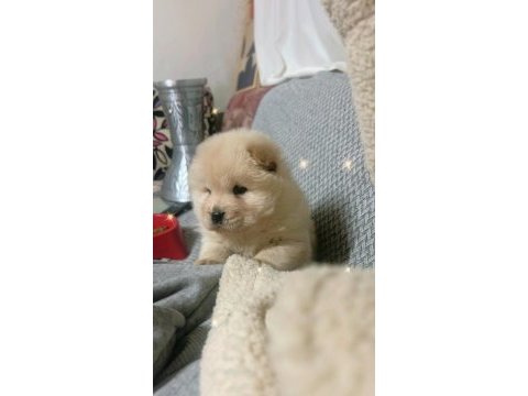 Chow chow yavrularımız