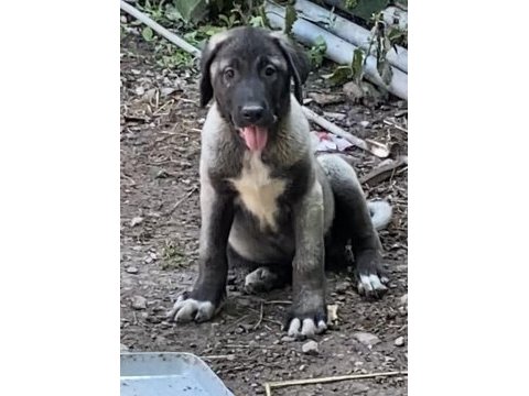 Köpeğimizi sahiplendiriyoruz