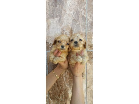 Maltipoo yavruları