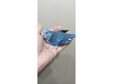 Mavi boncuk erkek cep papağanı
