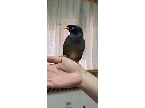 Ful evcil üst düzey konuşan mayna
