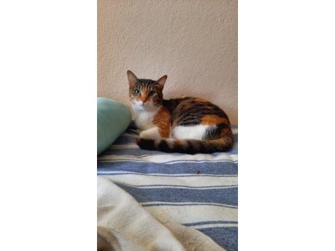 İki kız kardeş kediler
