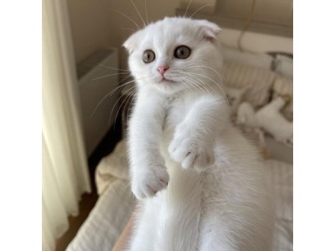 Dişi ve erkek scottish fold yavrular