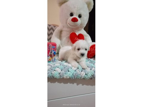 45 günlük maltese terrier bebekler