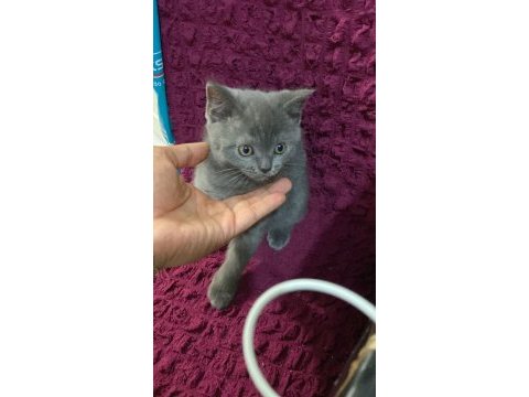 Mama karşılığı british shorthair erkek yavru