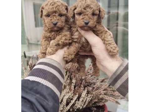 Toy poodle yavrumuz