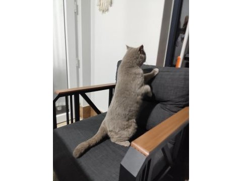 British shorthair ev kedisi