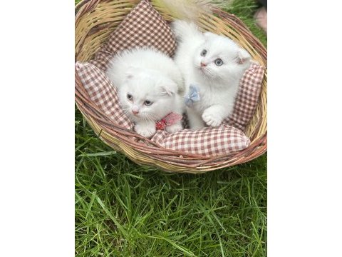 2 aylık scottish fold kuru mama ve tuvalet eğitimi vardır