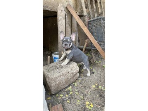 Egzotik french bulldog karma aşıları yapıldı