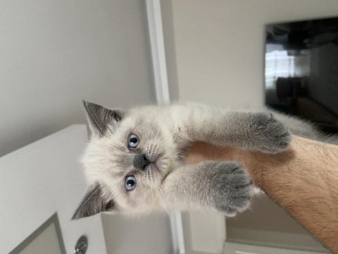 2 aylık dişi british shorthair