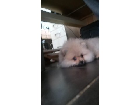 Pomeranian boo yavrusu