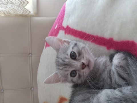 2 aylık safkan ankara kedisi