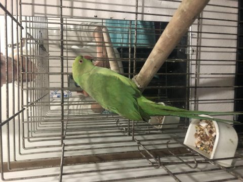 5 aylık erkek pakistan papağanı