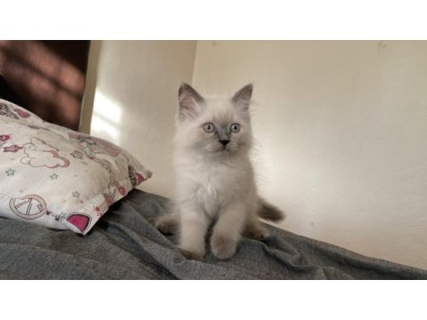 Sahiplendirme british longhair