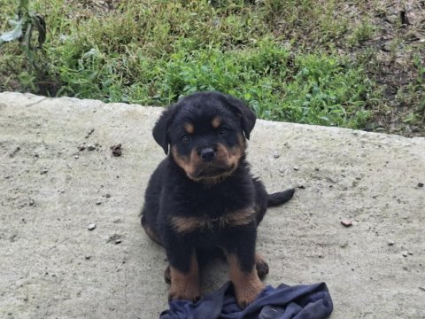 Can dostu rottweiler köpekler