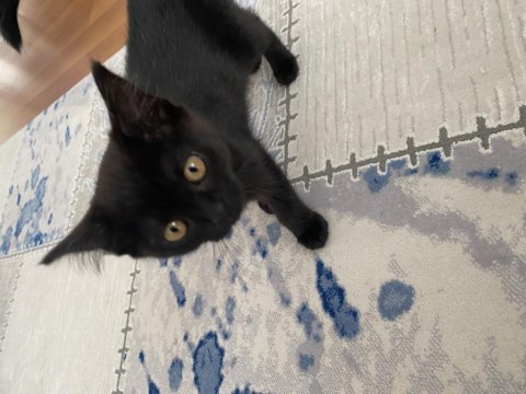 British short hair siyah kedi