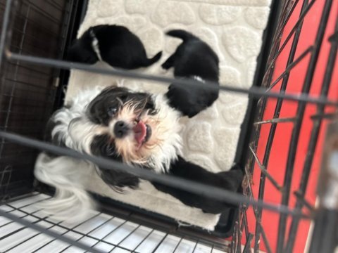 Safkan shih tzu yavruları
