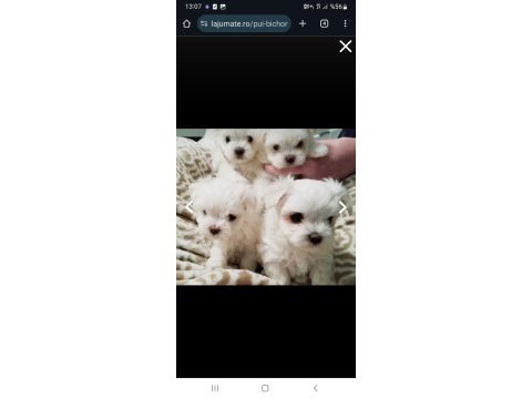 Orjinal safkan morkie