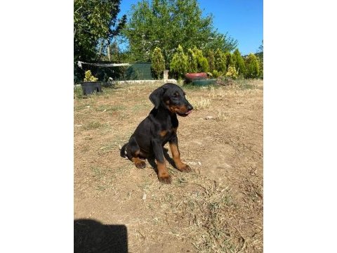 Estetikleri yapılmış 4 aylık yavru erkek doberman