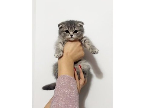 Sıfır kulak scottish fold prensesimiz teslime hazır