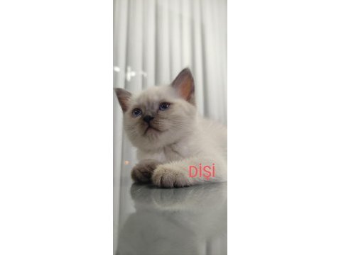 British shorthair silver tabby ve blue point yavrular