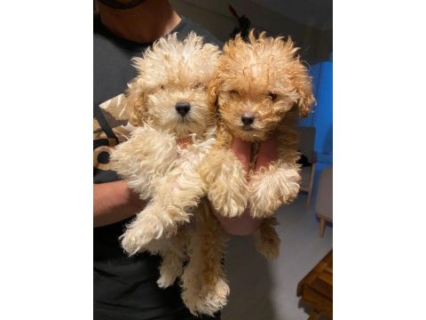 Apricot kilo garantili poodle yavrular
