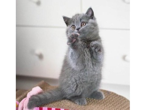British shorthair yavruları