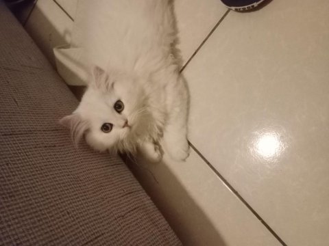 British longhair beyaz isteyenlere