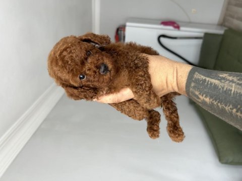 Kore red poodle