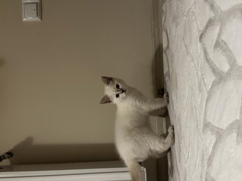 British shorthair miniğimize yuva arıyoruz