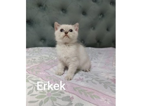 Erkek yavru scottish straight