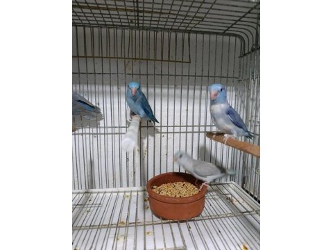 Yeni yeme düşen forpus papağanları