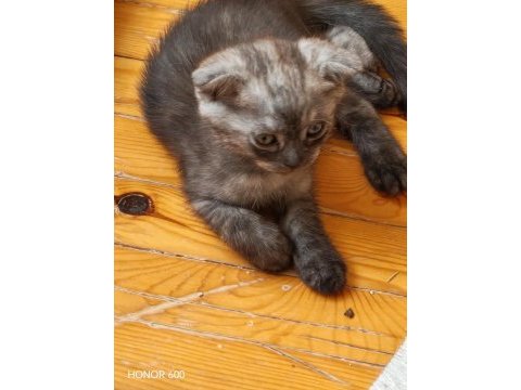 45 günlük erkek scottish fold