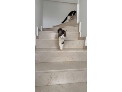 Nadir renklerde safkan maine coon yavruları