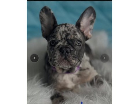 Mükemmel standartlarda french bulldog yavruları