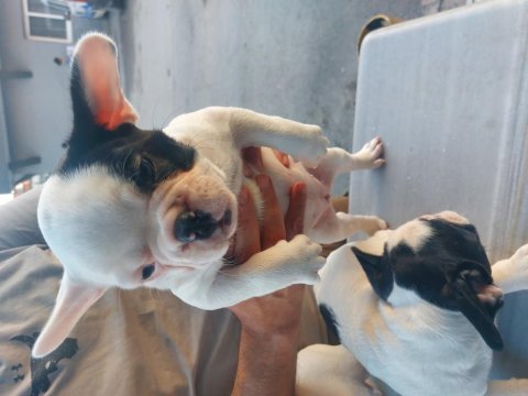 French bulldog 60 günlük mama yiyor 2 dişi 1 erkek yavru