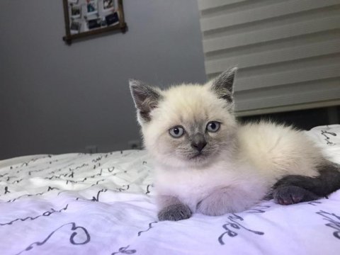 2 aylık erkek blue point safkan scottish straight yavrular
