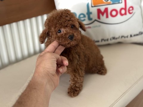 Petmode köpek çiftliğinden tea cup kore poodle