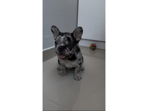 Kusursuz güzellikte french bulldog